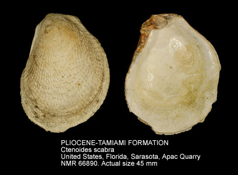 PLIOCENE-TAMIAMI FORMATION Ctenoides scabra.jpg - PLIOCENE-TAMIAMI FORMATION Ctenoides scabra (Born,1778)